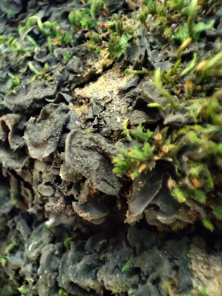 Flaking Tarpaper Lichen, photo 2 of 5