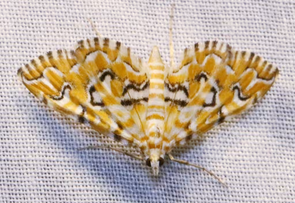 Pondside Crambid Moth, photo 3 sur 5