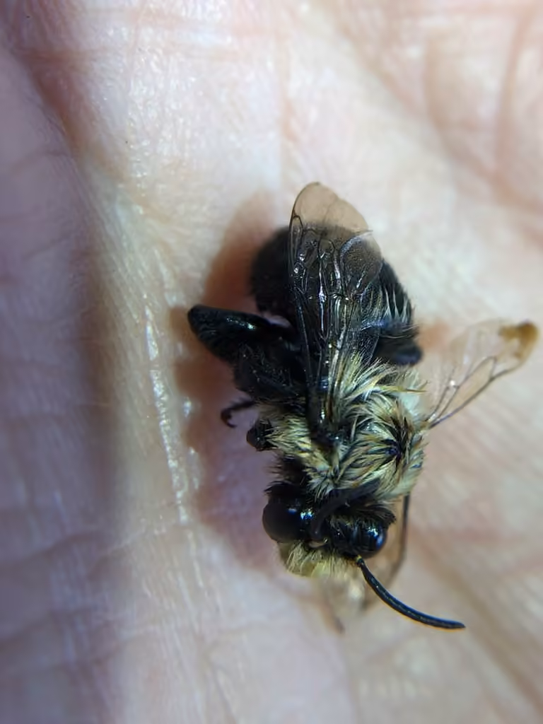 Abeille abrupte, Mâle