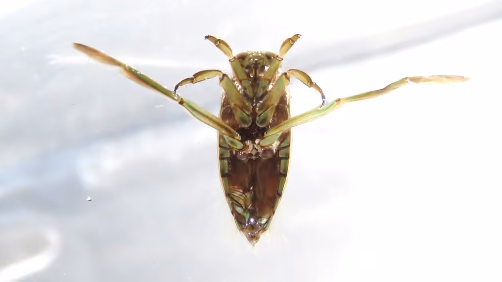 Grousewinged Backswimmer, Adult