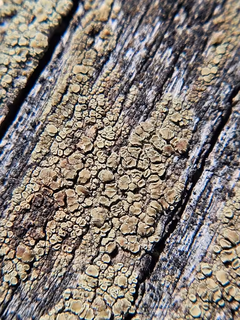 Greenish Yellow Rim-lichen, photo 3 of 5