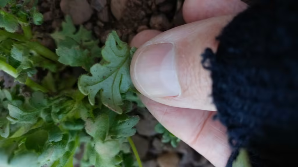 Némophile maculée, En fleurs
