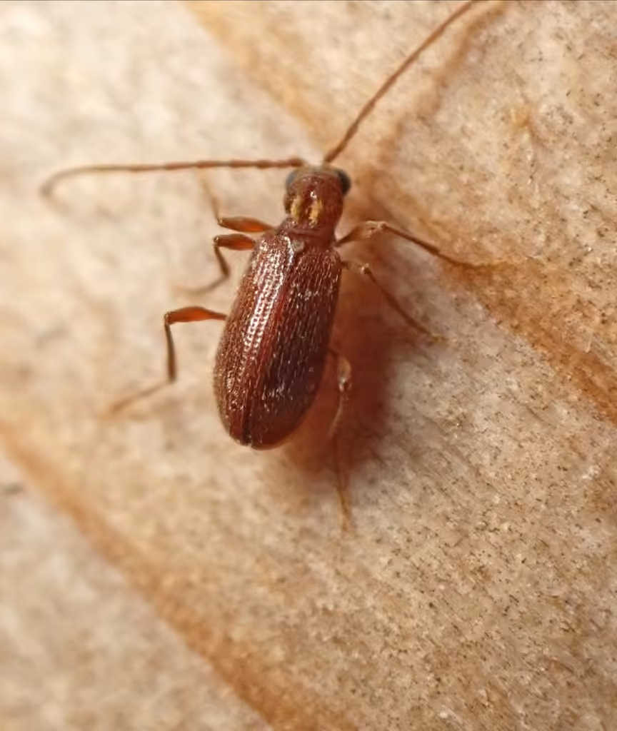 Ptine bigarré, Mâle