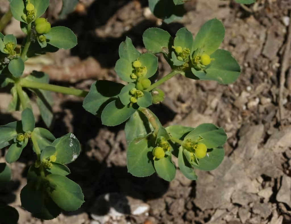 Sun spurge, In fruit