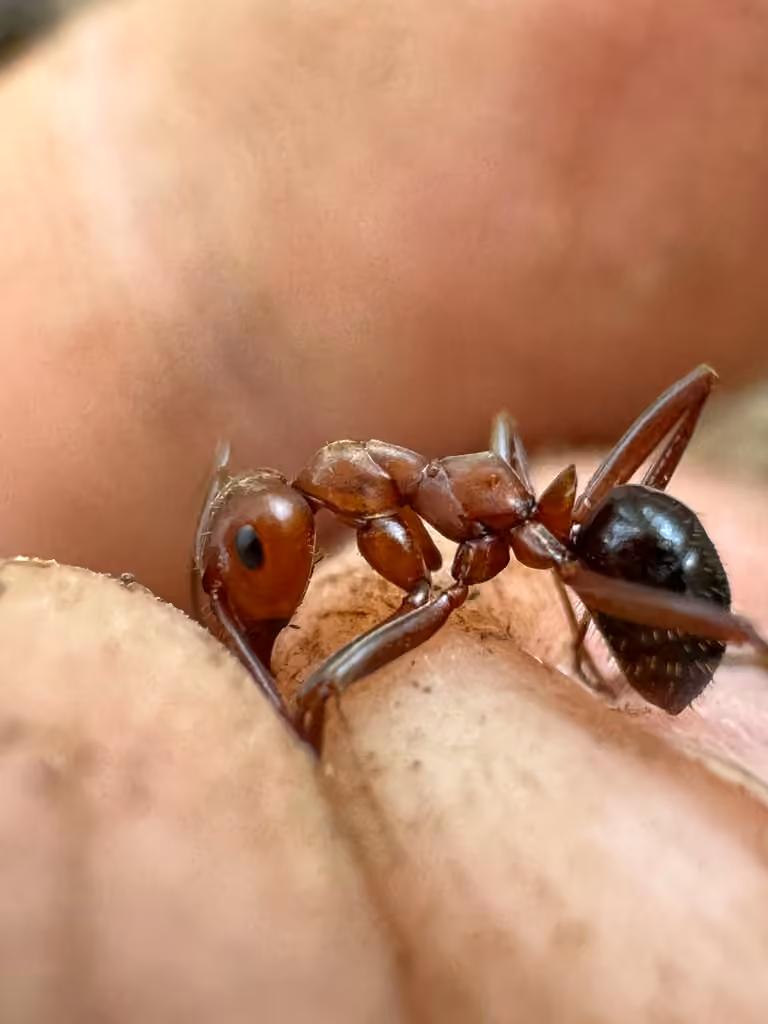 Ruddy Slave-making Ant, photo 3 of 5