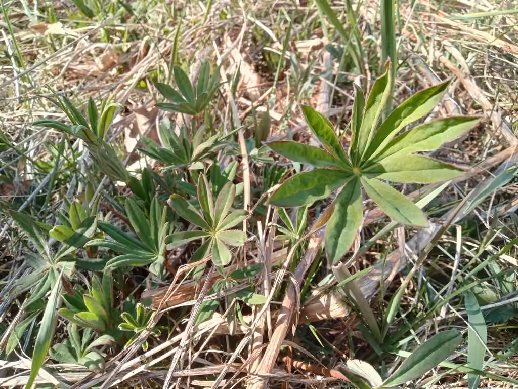 Lupin polyphylle, Sans fleurs ni fruits