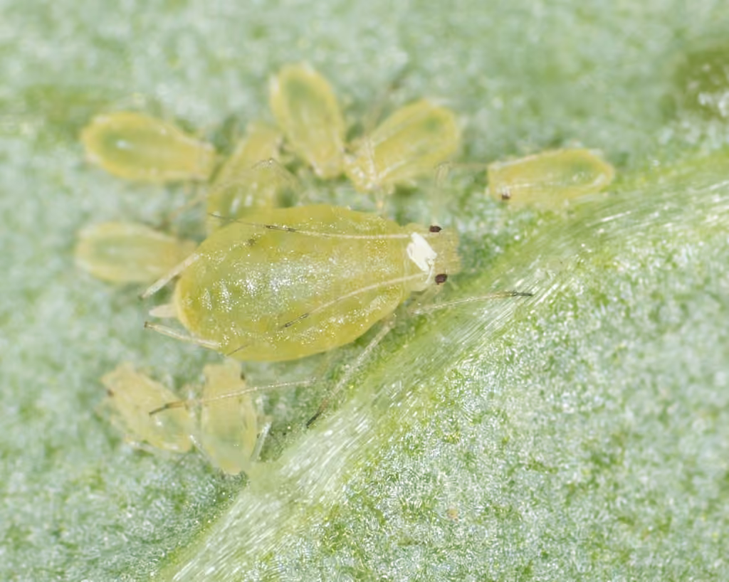 Green Peach Aphid, photo 2 of 5