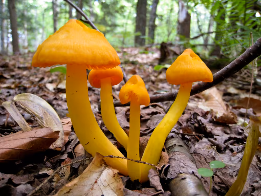 Hygrophore à lames marginées, photo 2 sur 5