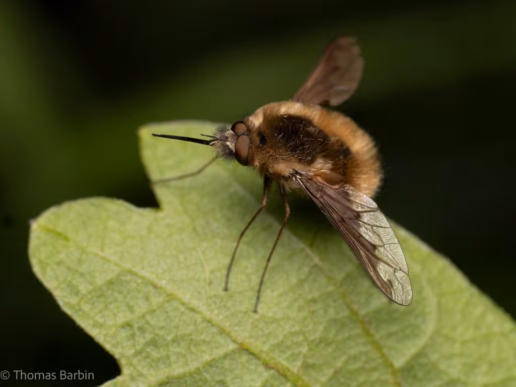 Greater Bee Fly, Male