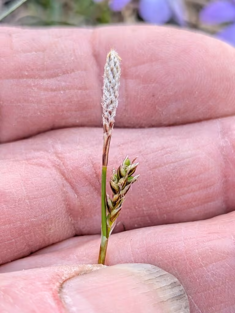 Carex de Richardson, En fruits