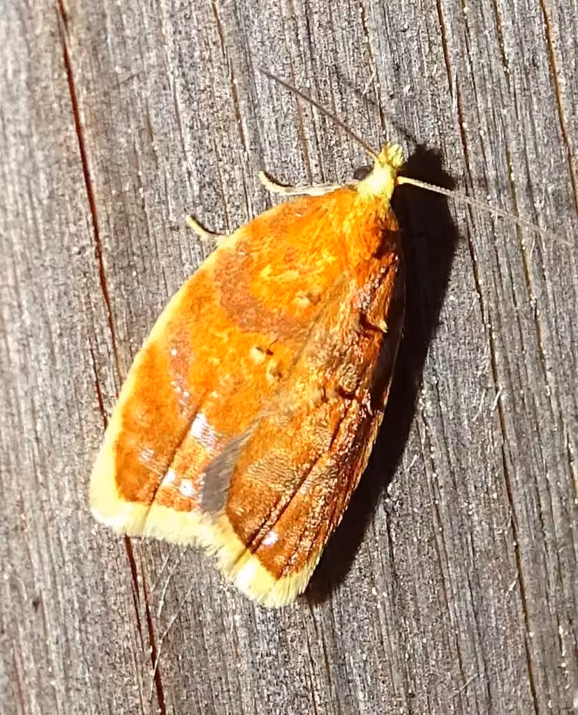 Blueberry Leaftier Moth, photo 3 sur 5