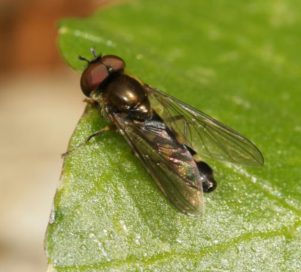 Many-tufted Sedgesitter, photo 2 of 5