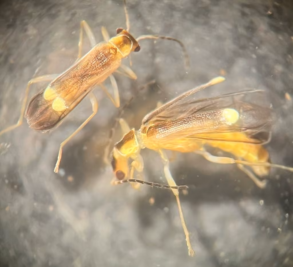 Yellow-tipped Soldier Beetle, photo 3 of 5