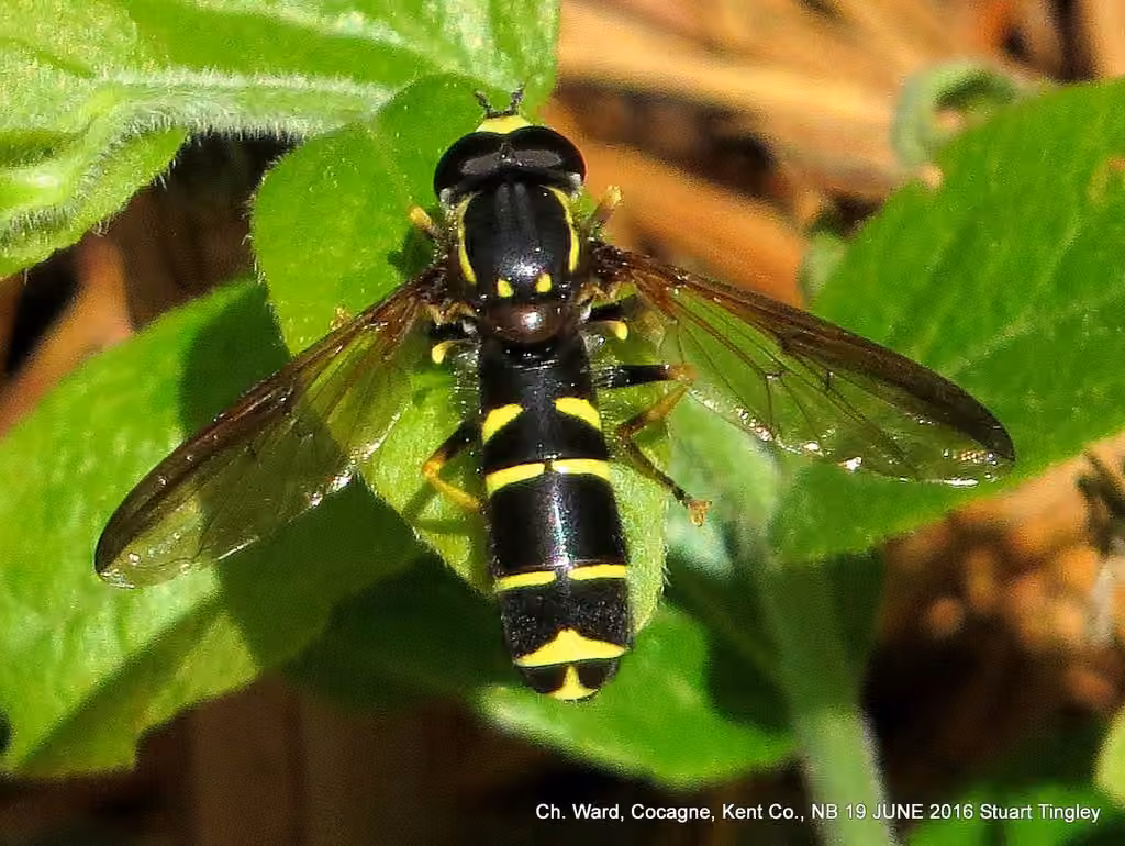 Canadian Potter Fly, Male