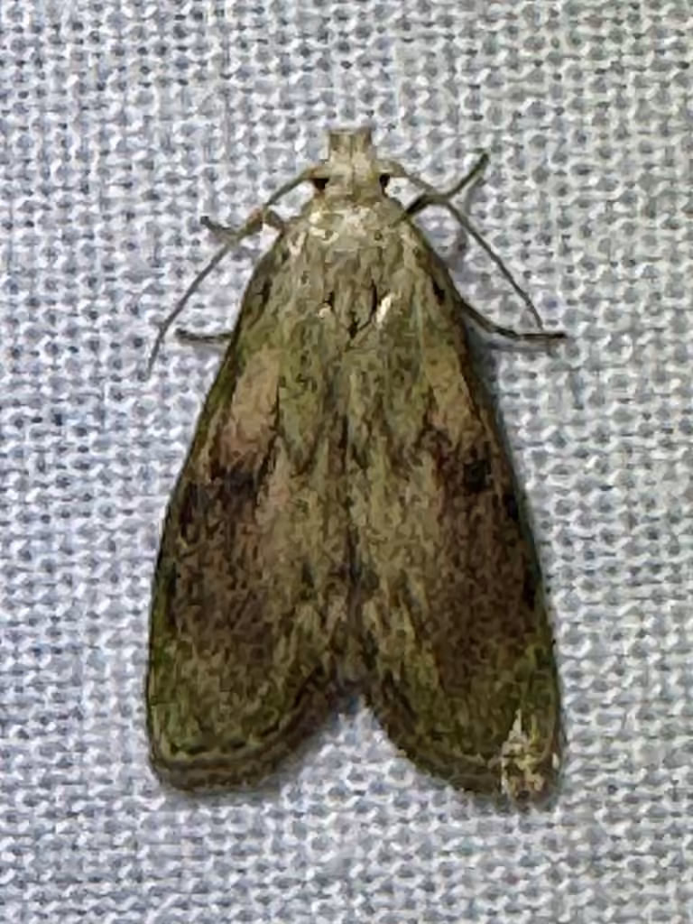 Bee Moth, Male