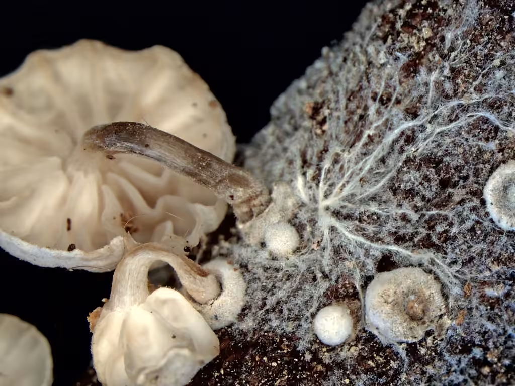 Calcarisporium arbuscula, photo 2 sur 5