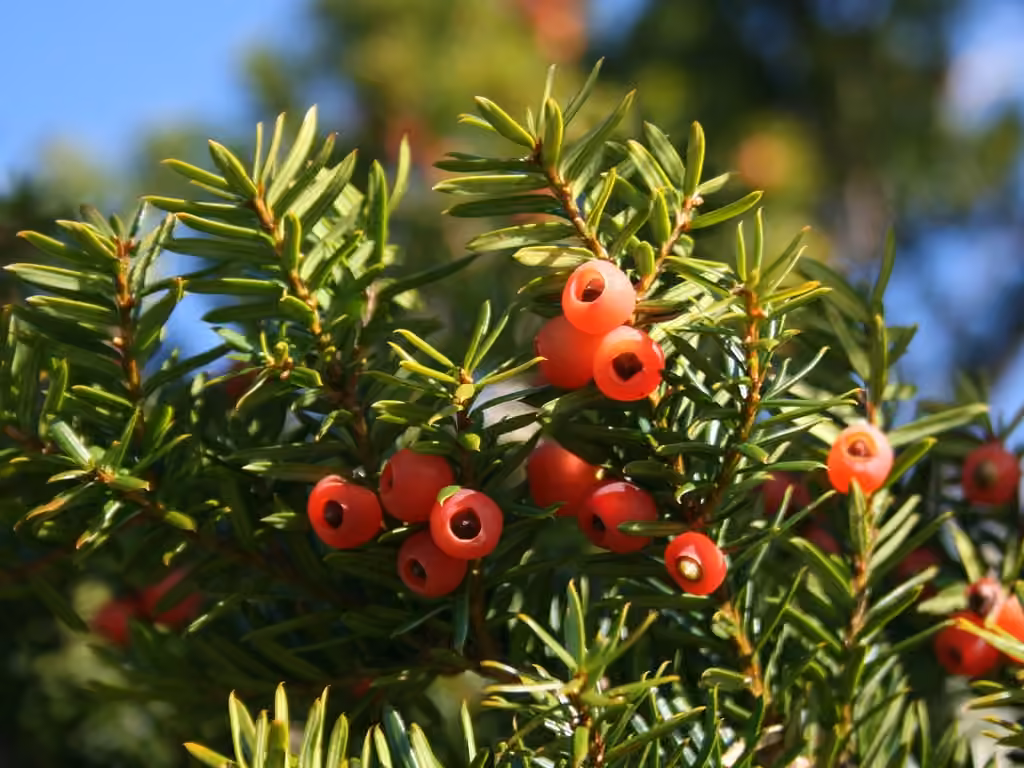Japanese yew, photo 2 of 5