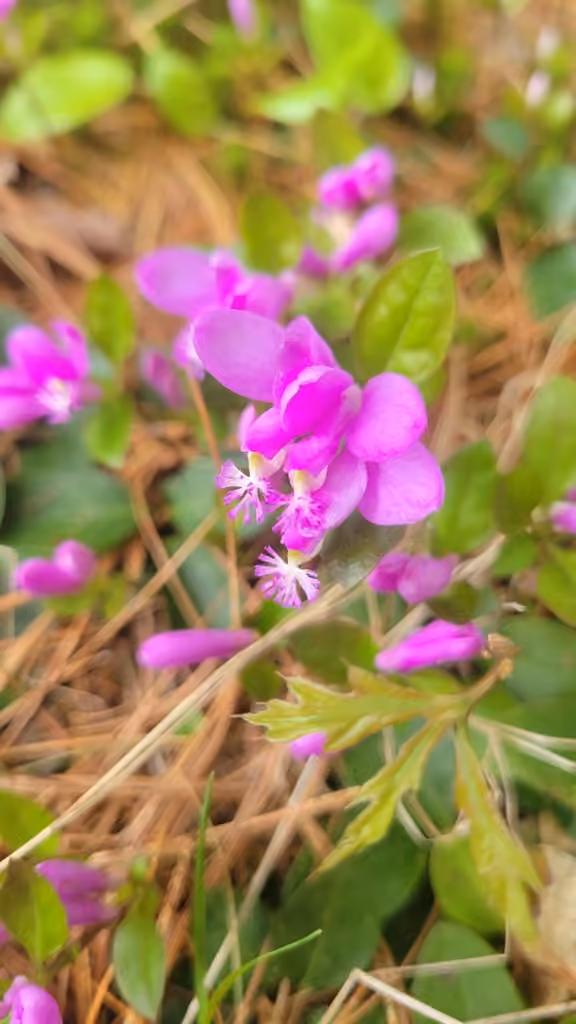 fringed polygala, Flower buds