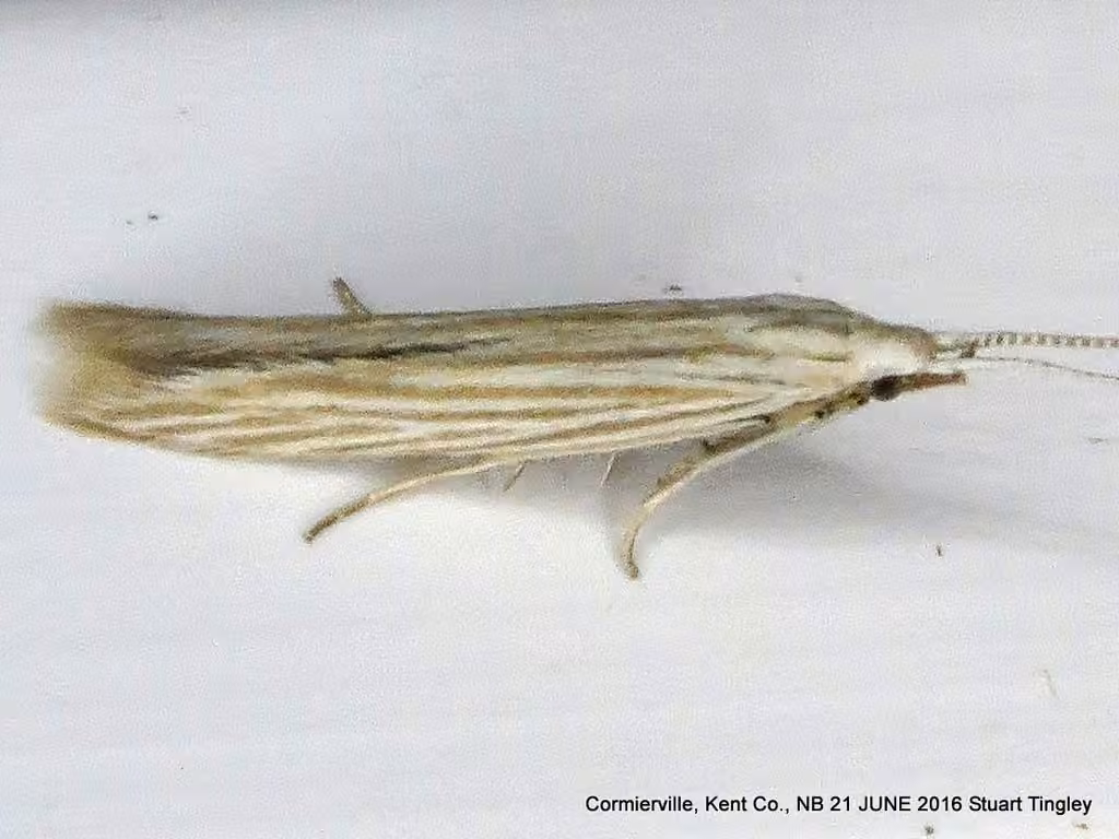 Streaked Coleophora Moth, photo 1 sur 5