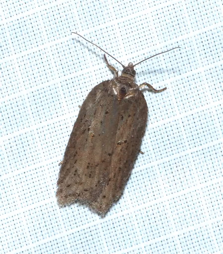 Acleris busckana, photo 2 sur 5