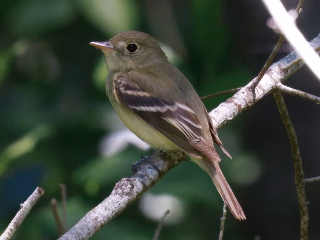 Acadian Flycatcher, photo 3 of 5