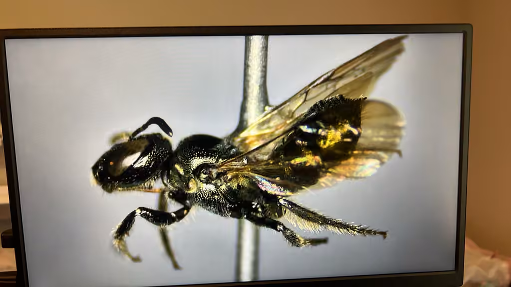 Mikmaq Little Carpenter Bee, photo 3 of 5