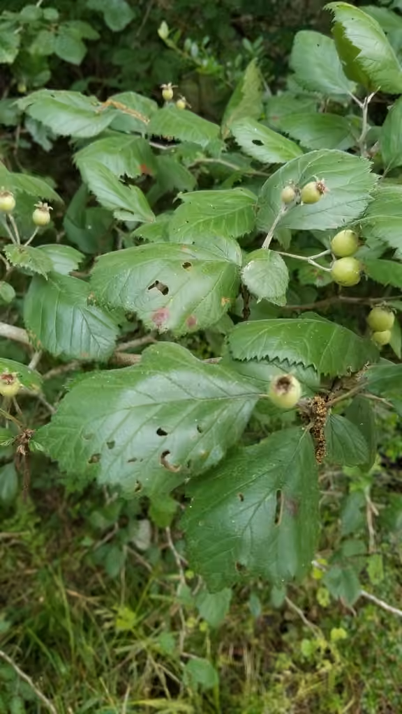 Aubépine duveteuse, En fruits