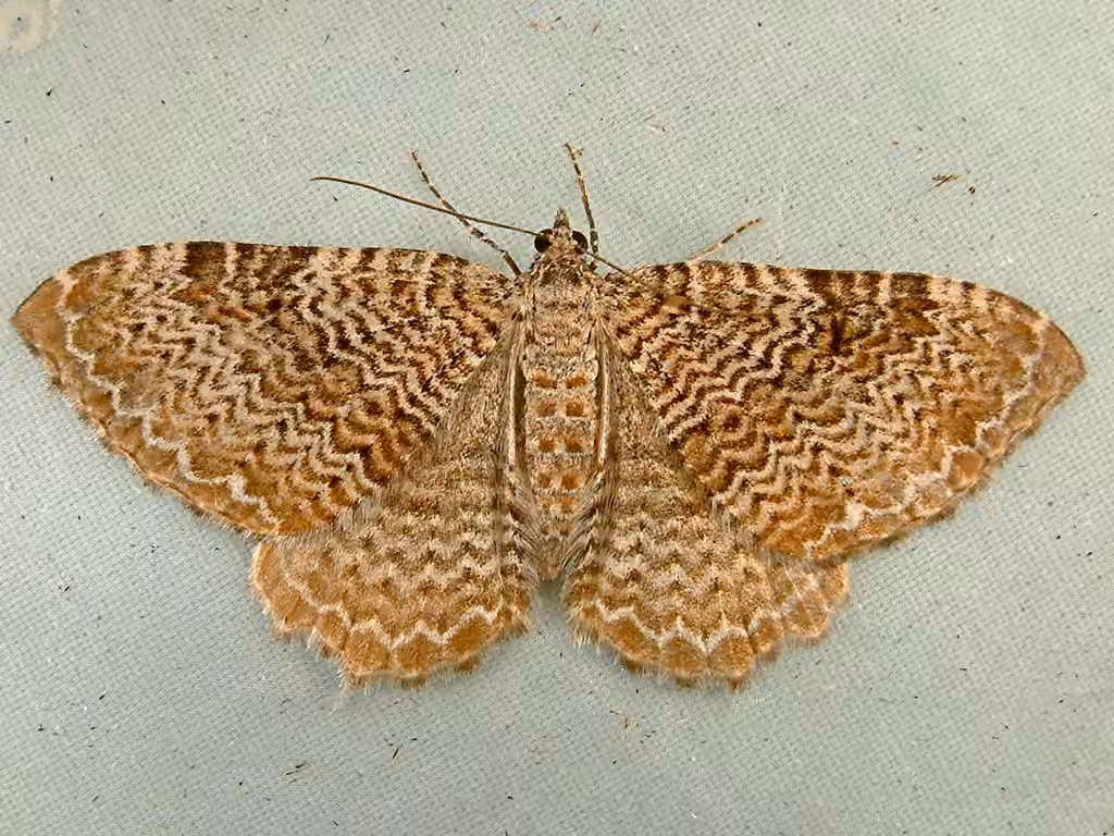 Cherry Scallop Shell Moth, photo 1 of 5
