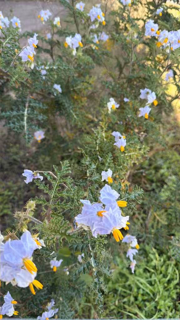 Sticky nightshade, In flower