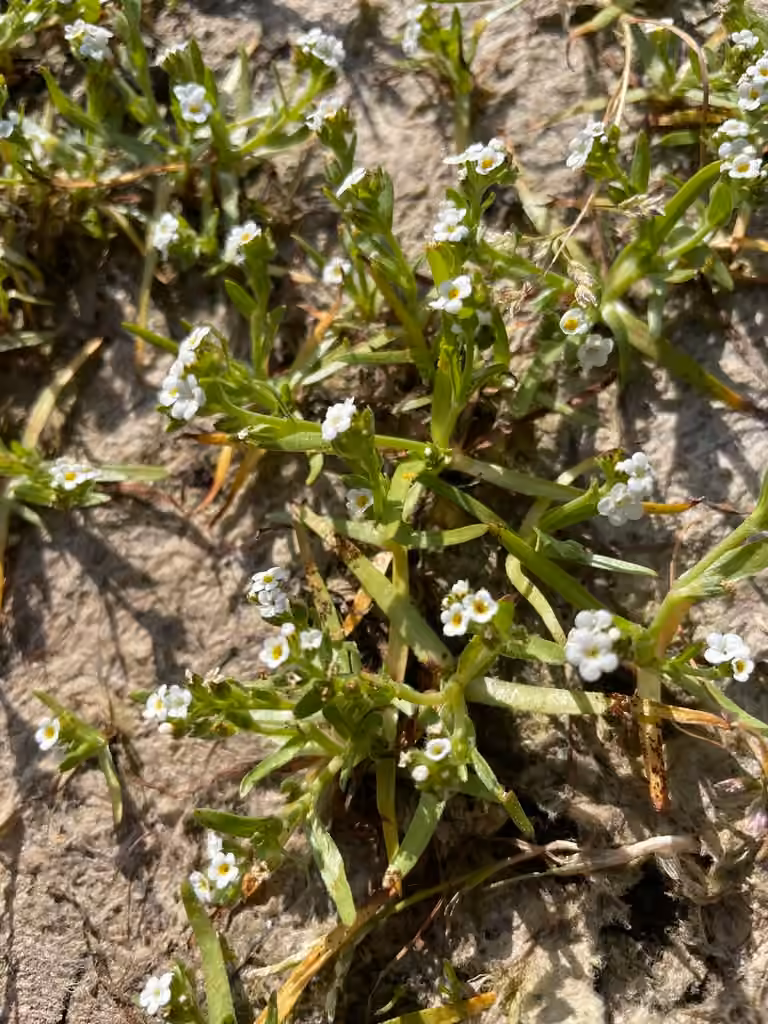 Plagiobothryde de Scouler, En fleurs