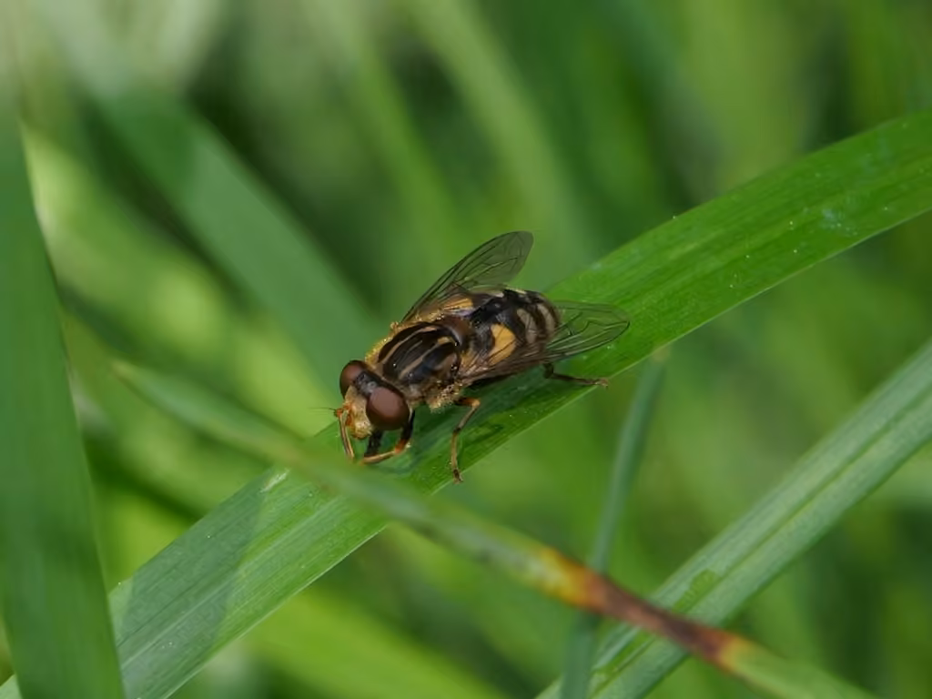 Dusky Bog Fly, Female