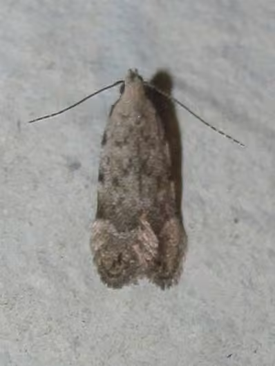 Anacampsis conclusella, Adult