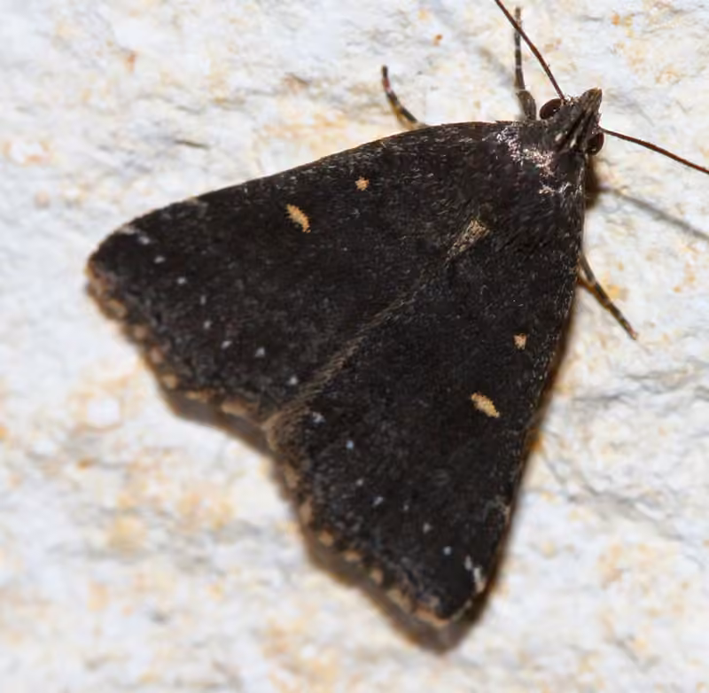 Smoky Tetanolita Moth, photo 1 sur 5