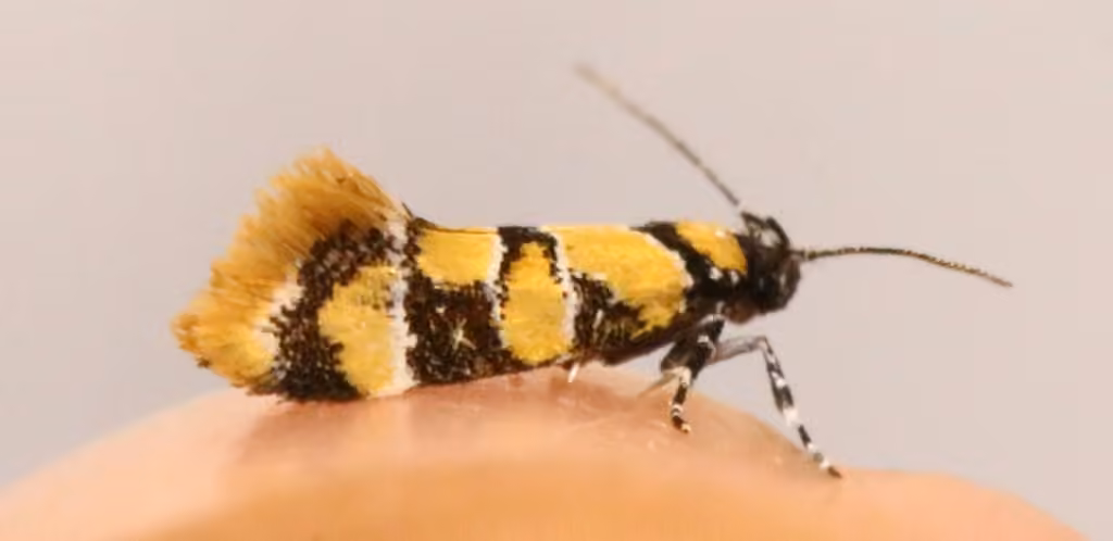 Reticulated Decantha Moth