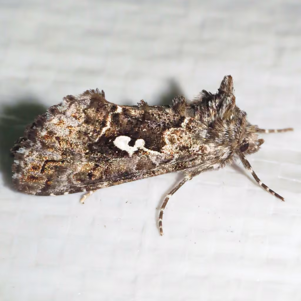 Hooked Silver Υ Moth, Adult