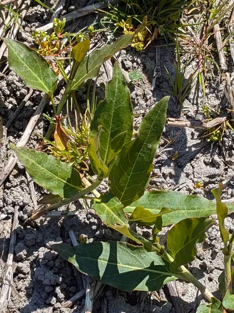 Renouée amphibie, Sans fleurs ni fruits