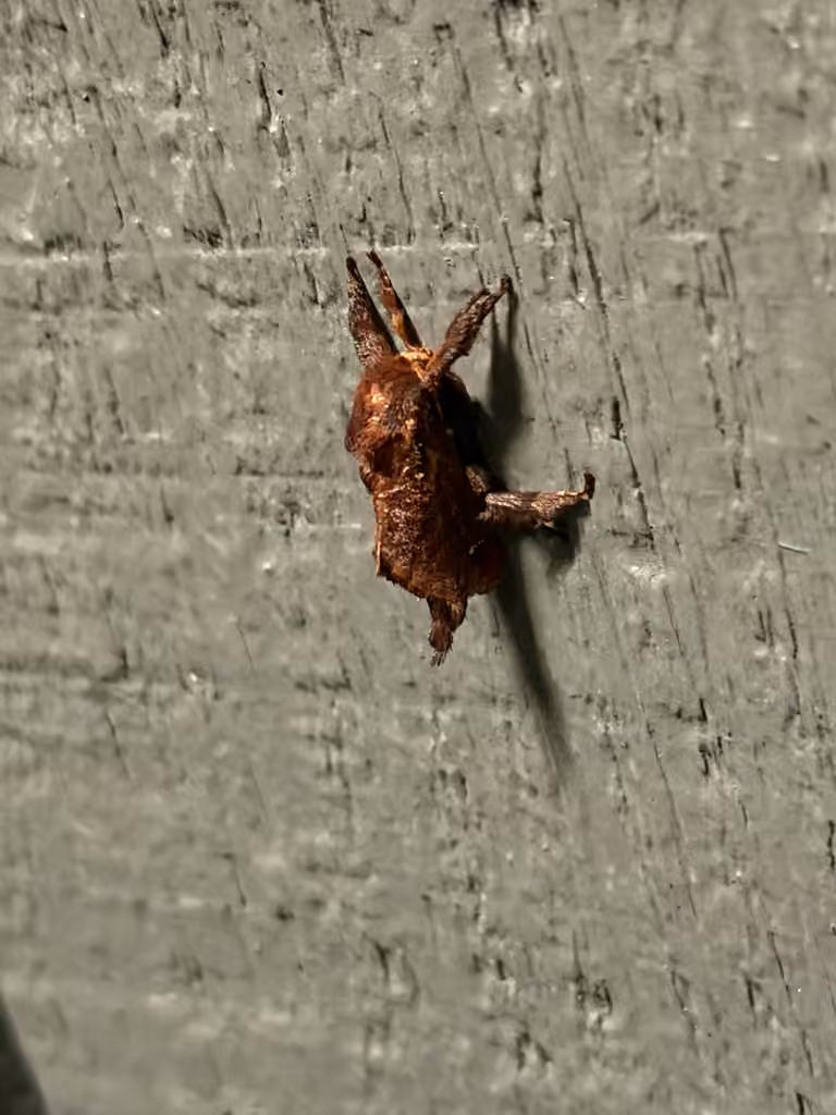 Saddleback Caterpillar Moth, Male