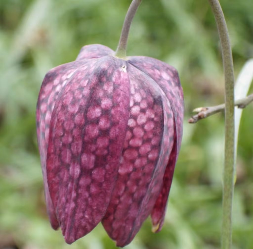 Chequered lily, photo 3 of 5
