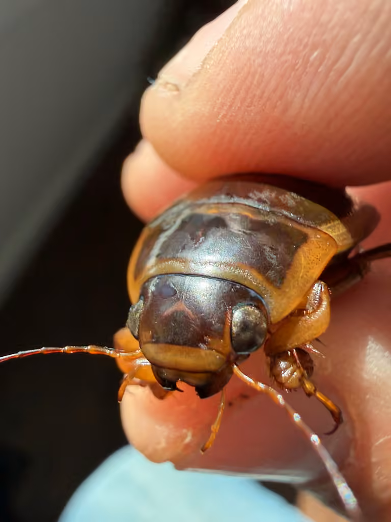 Yellow-belted Predaceous Diving Beetle, Male