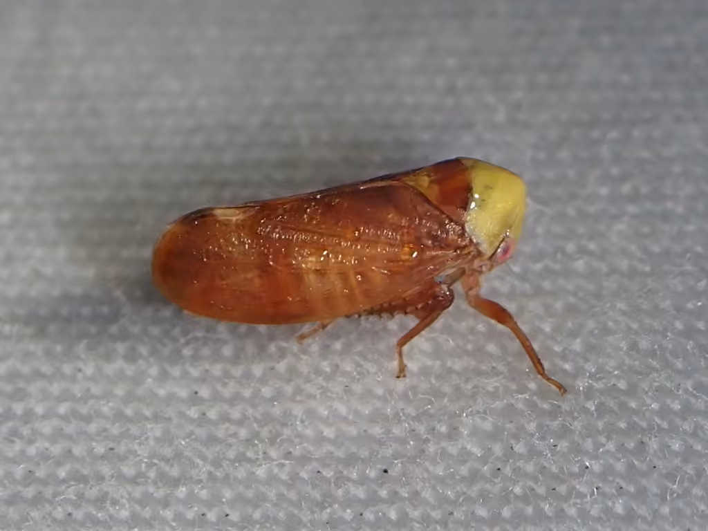 lime leafhopper, Adulte