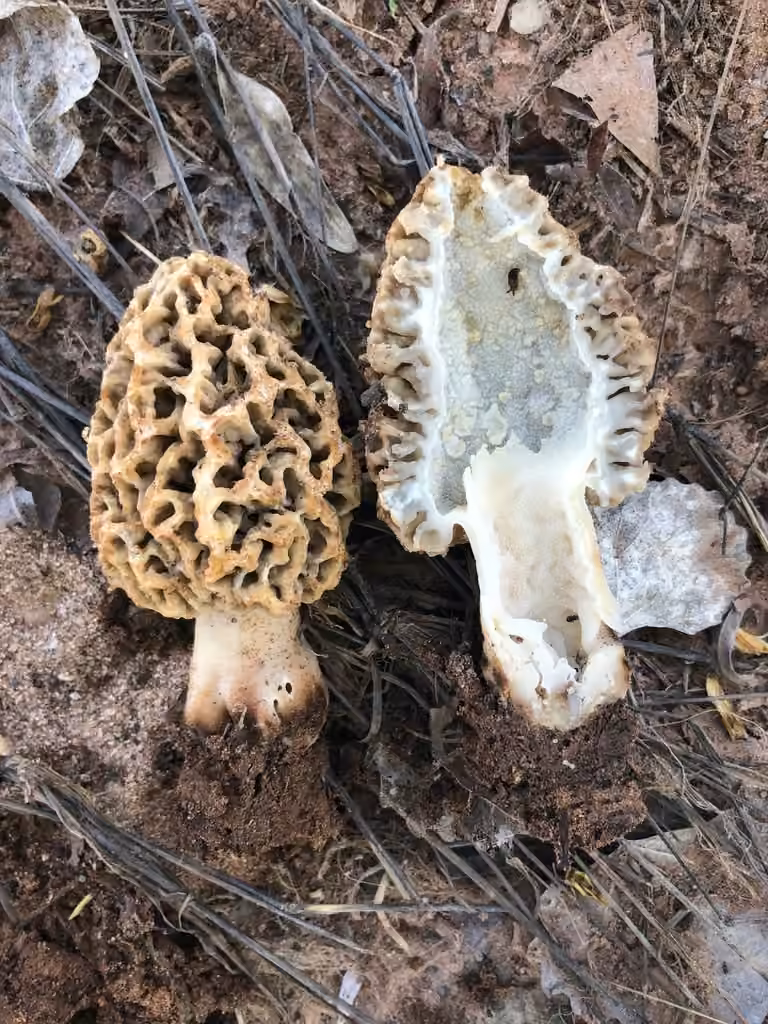 American yellow morel, photo 3 of 5