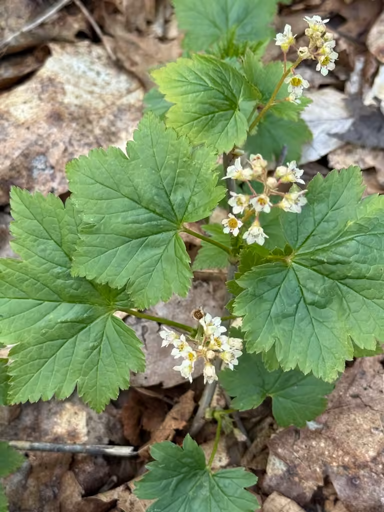 Gadellier glanduleux, En fleurs