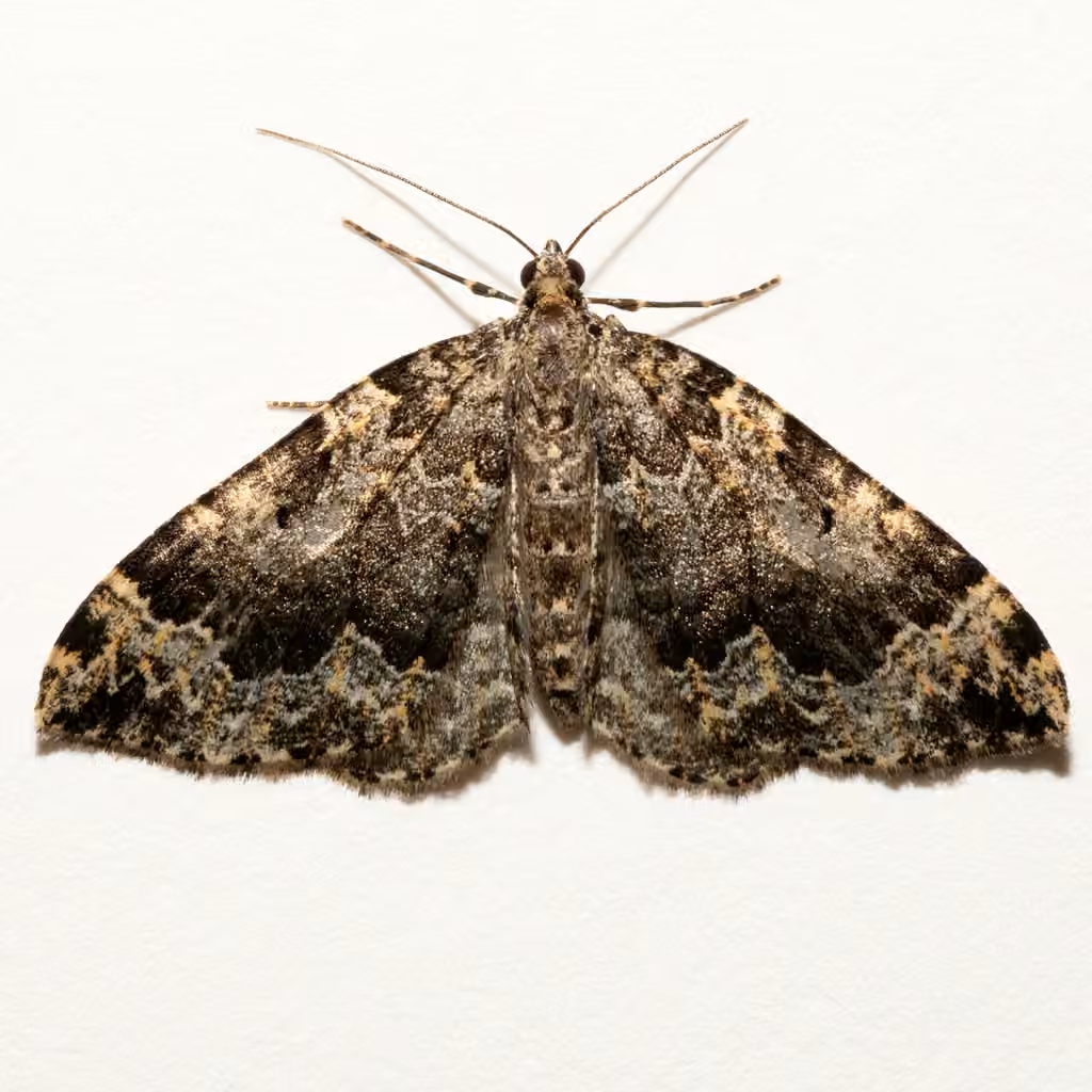 Black-banded Carpet, photo 2 sur 5