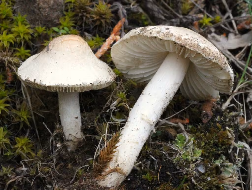 Lépiote blanche, photo 3 sur 5