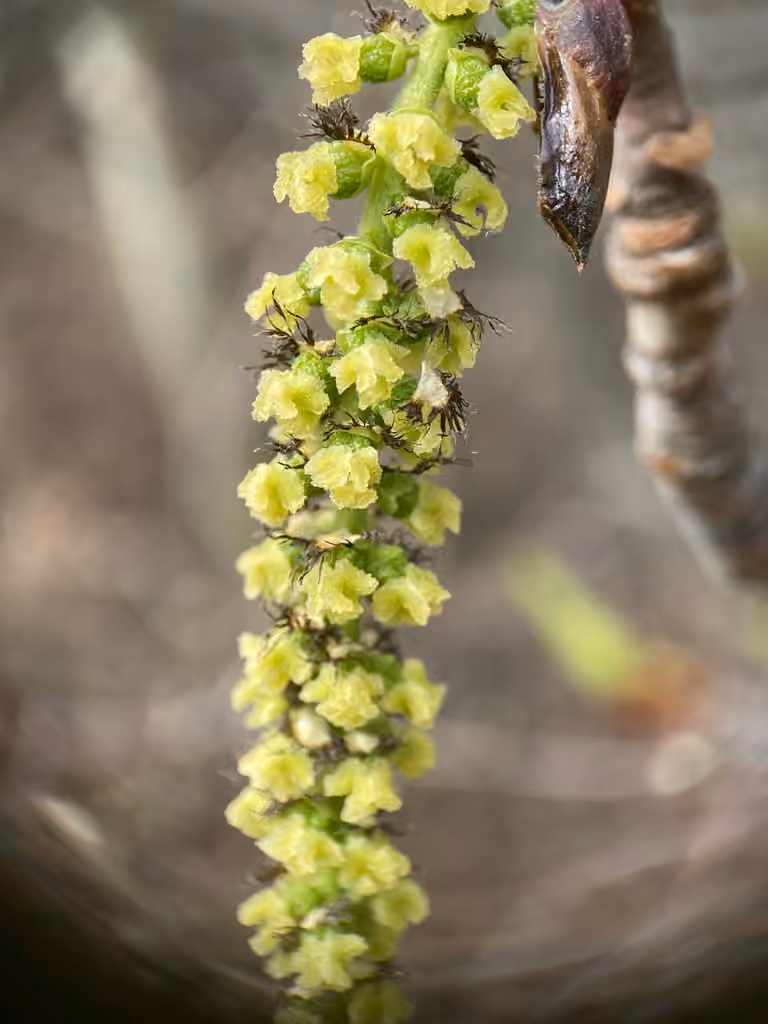 Peuplier baumier, En fleurs