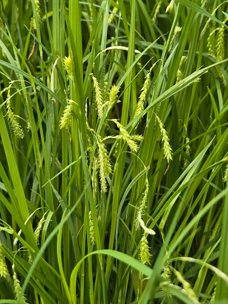 Carex vert poireau, En fleurs