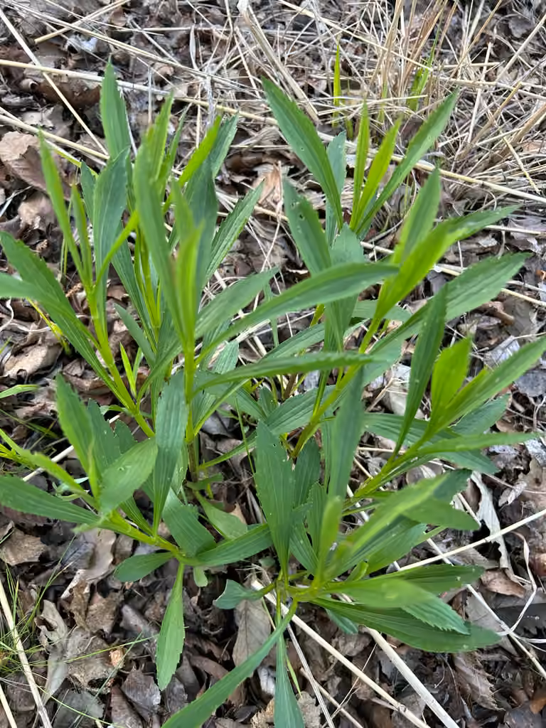 Eupatoire élevée, Sans fleurs ni fruits
