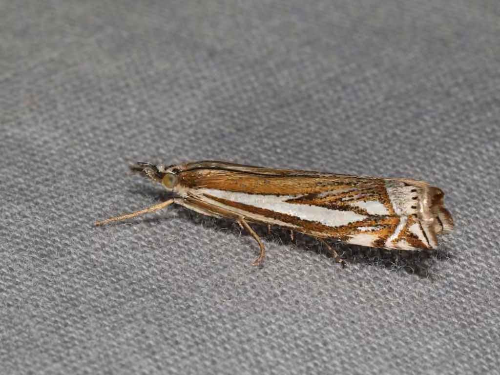 Whitmer's Grass-veneer, Adult