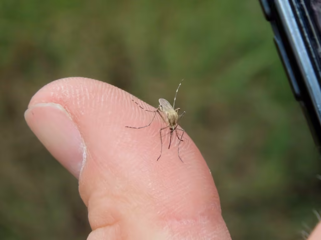 Moustique à dos rayé, Femelle
