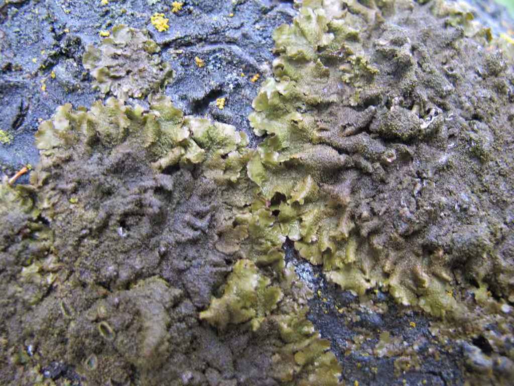 Elegant Camouflage Lichen, photo 3 of 3
